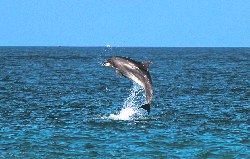 Maldives-Dolphin-Watching